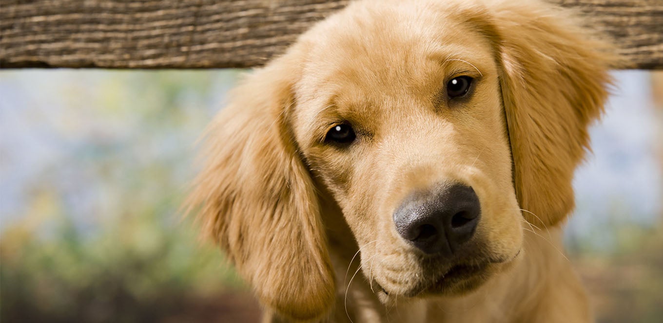 Feeding Puppies Tips for the First 6 Months IAMS